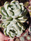 Echeveria Elegant Cluster "Mexican Snowball" (4" pot)