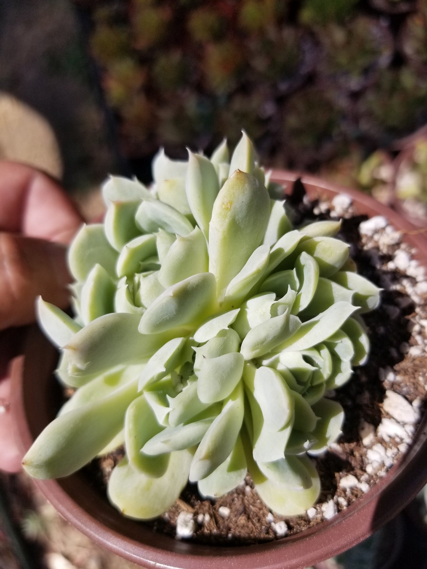 Echeveria Elegant Cluster "Mexican Snowball" (4" pot)