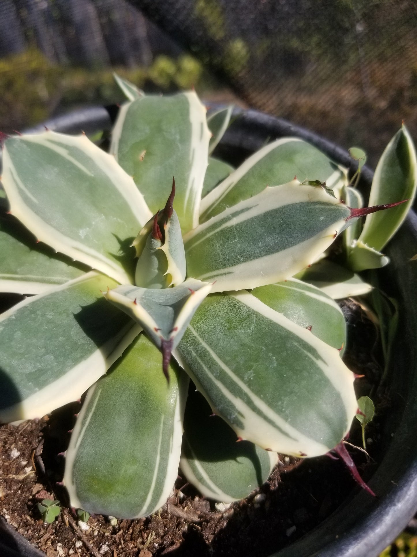 Agave Cream Spike (1 Gal. Pot)