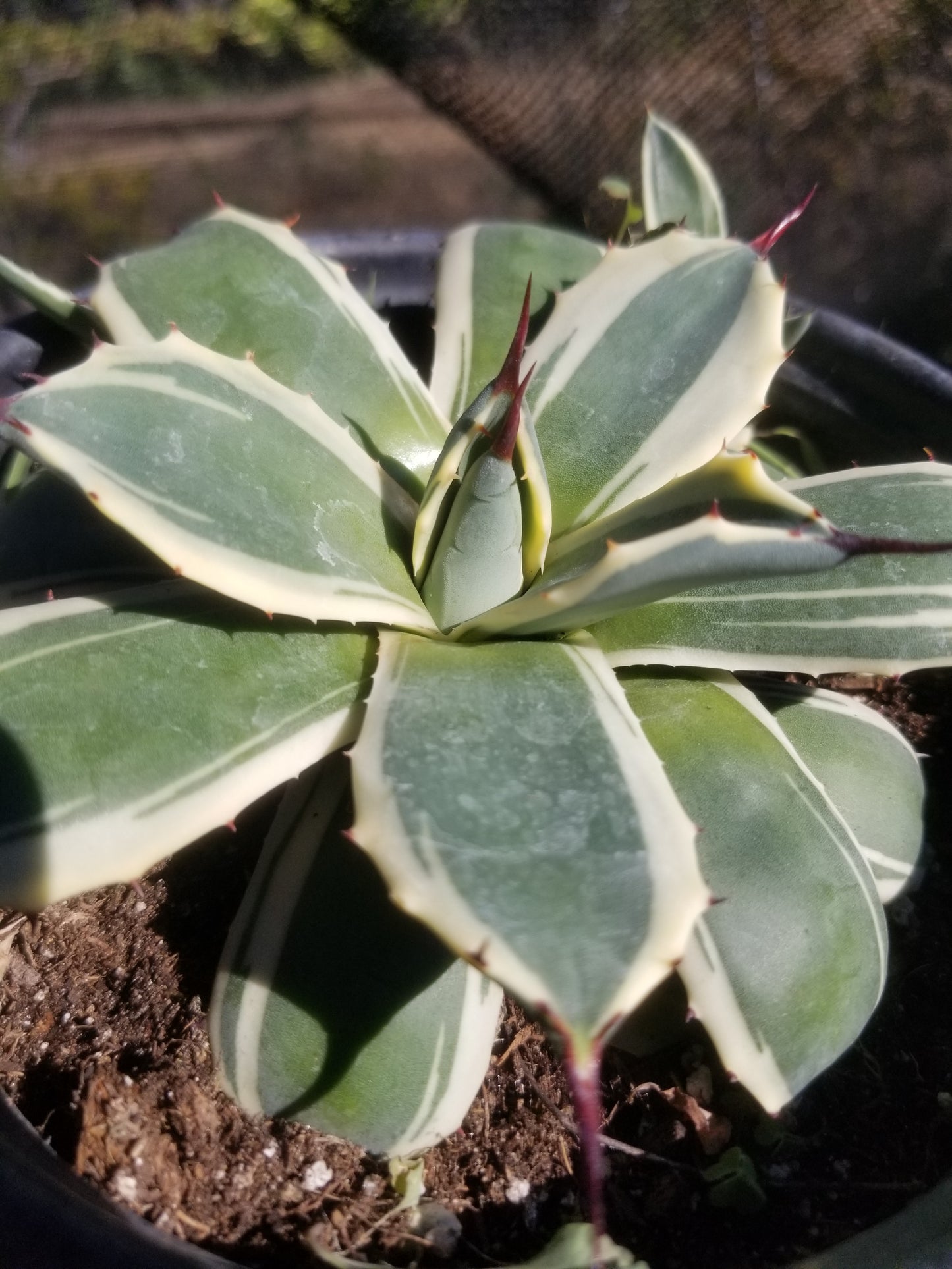 Agave Cream Spike (1 Gal. Pot)