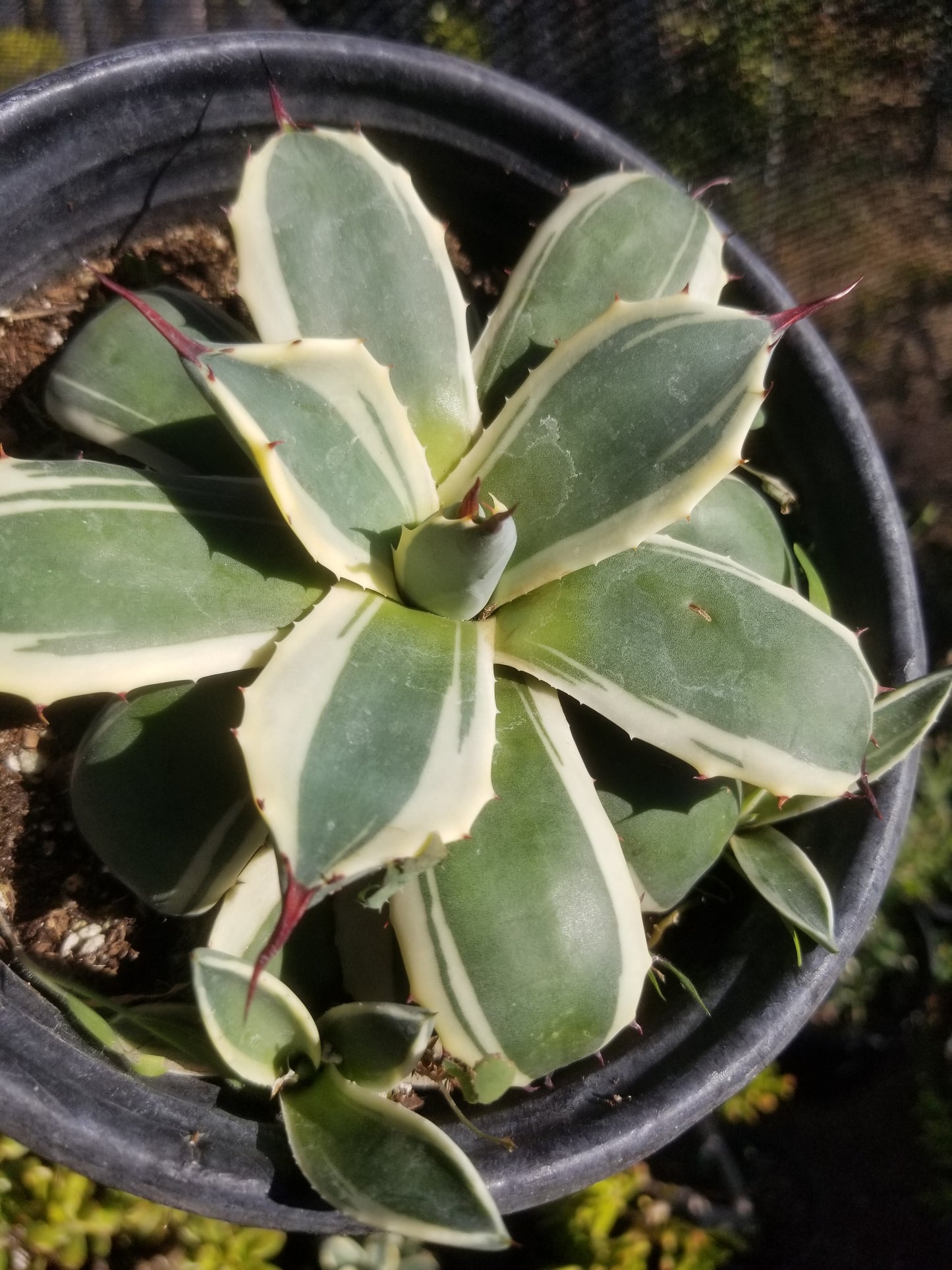 Agave Cream Spike (1 Gal. Pot)