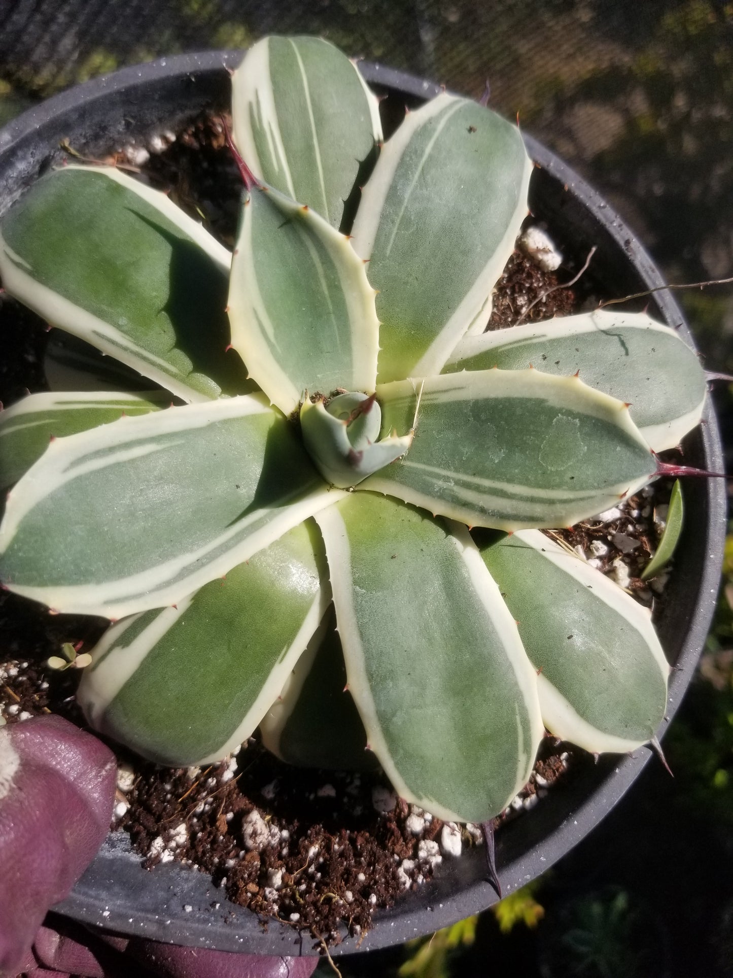 Agave Cream Spike (1 Gal. Pot)