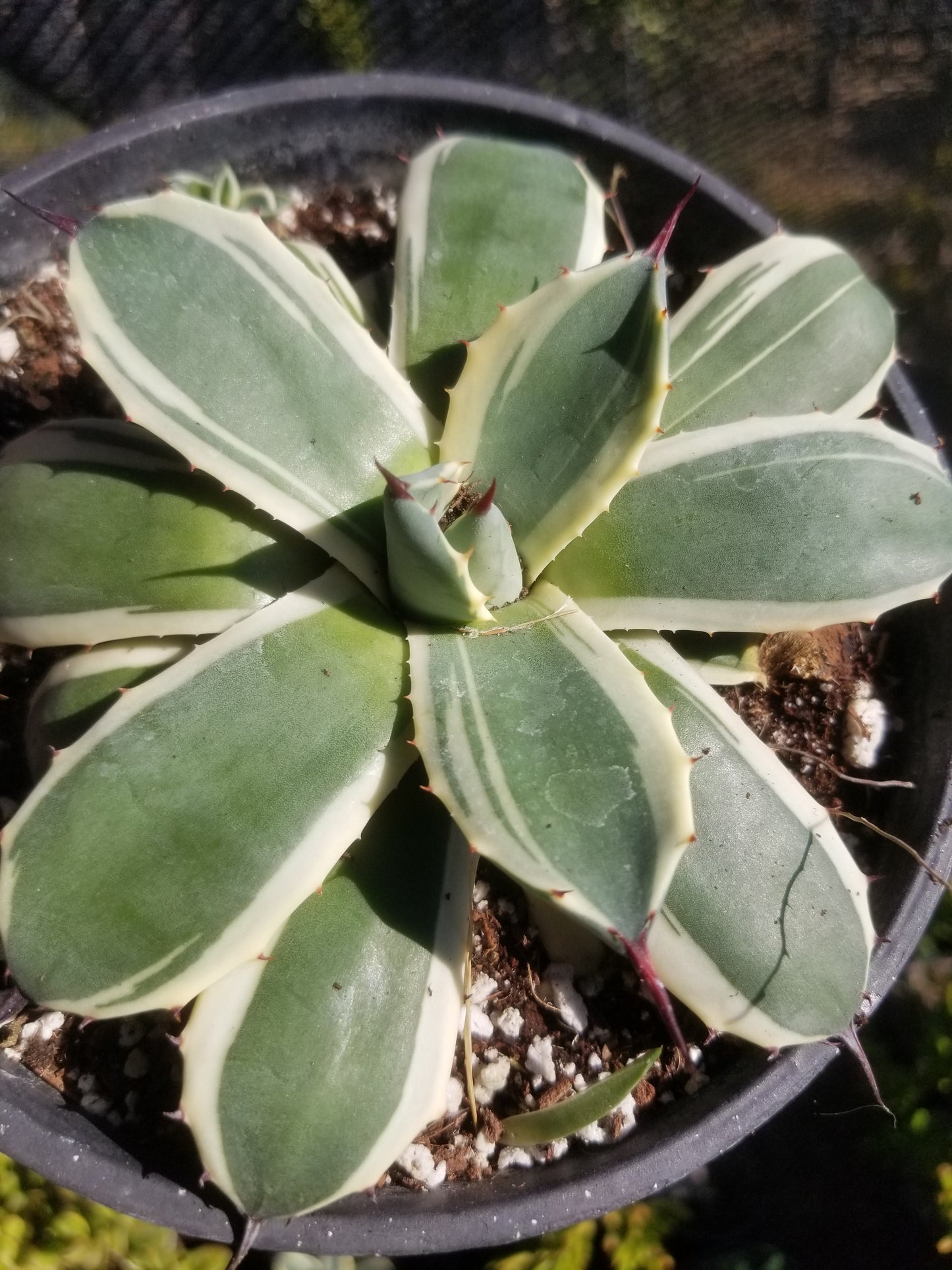 Agave Cream Spike (1 Gal. Pot)