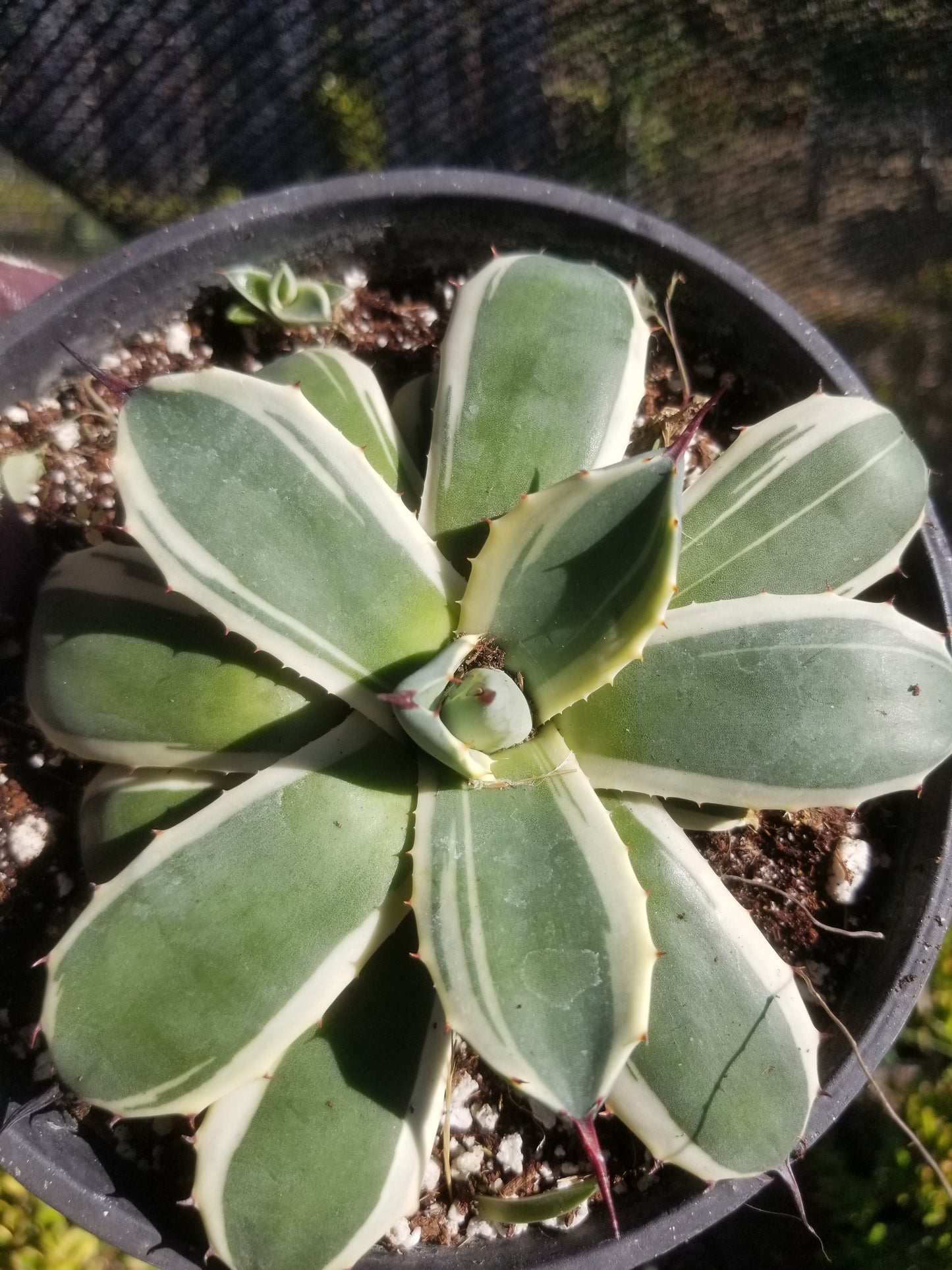 Agave Cream Spike (1 Gal. Pot)