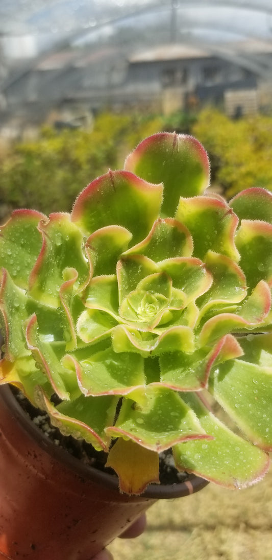 Aeonium Luteovariegatum (4"Pot)