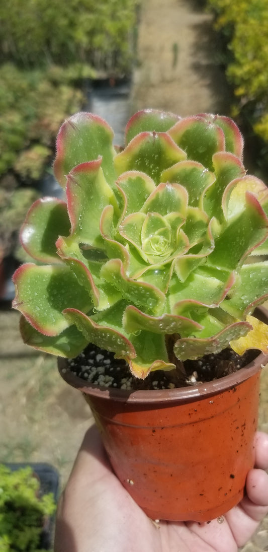 Aeonium Luteovariegatum (4"Pot)