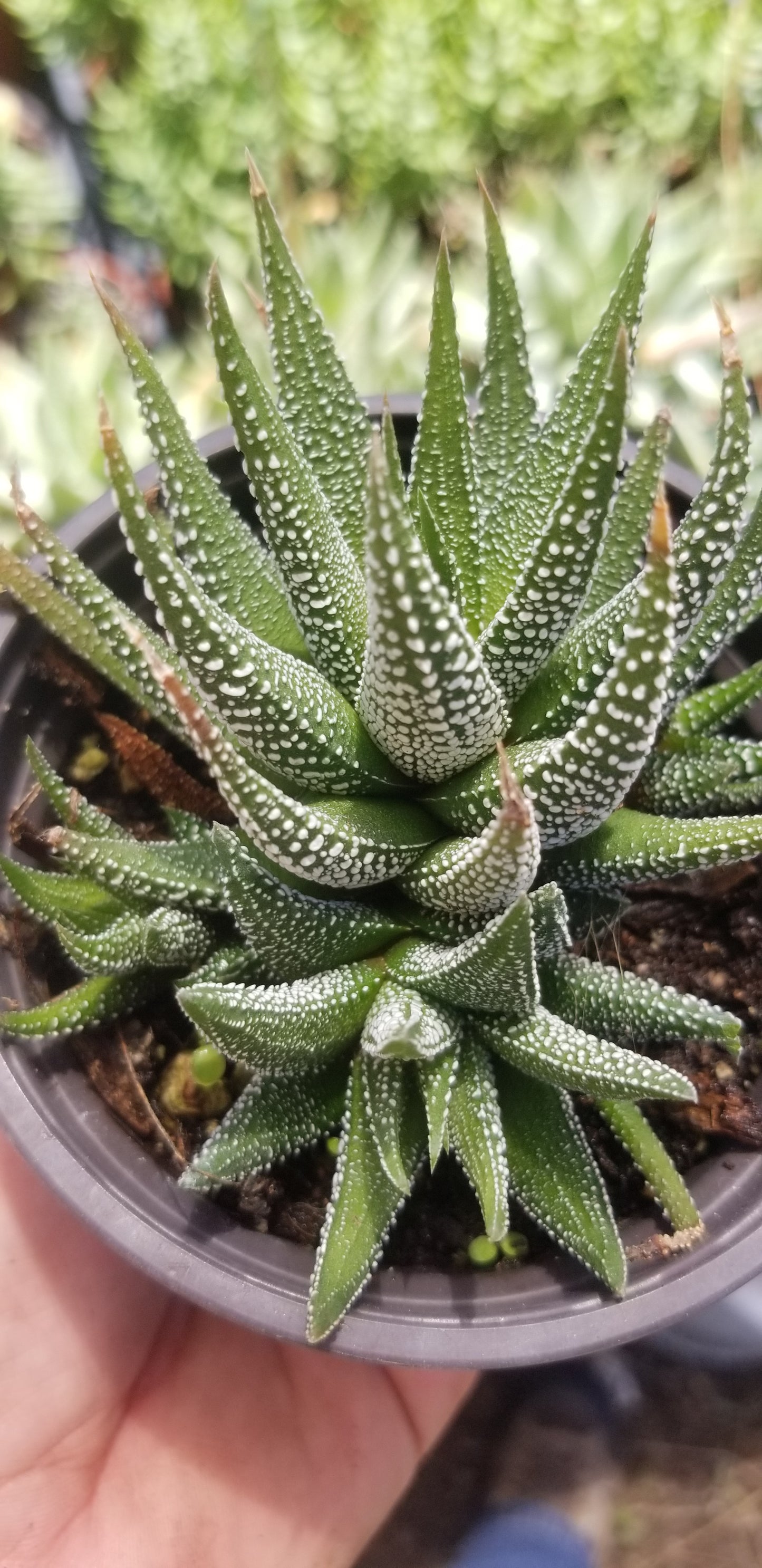 Haworthia Attenuata (4" pot)