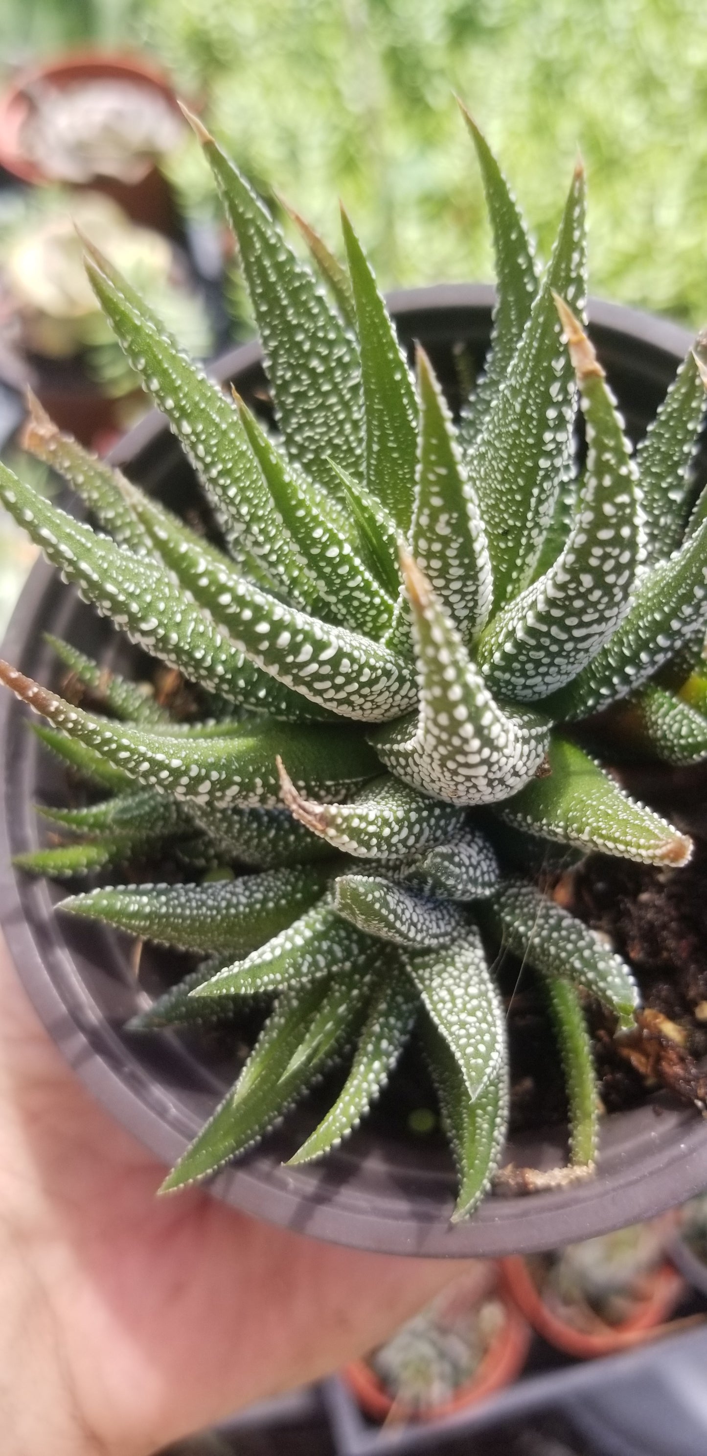 Haworthia Attenuata (4" pot)