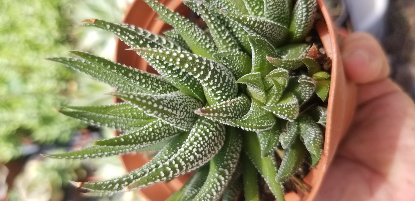 Haworthia Attenuata (4" pot)