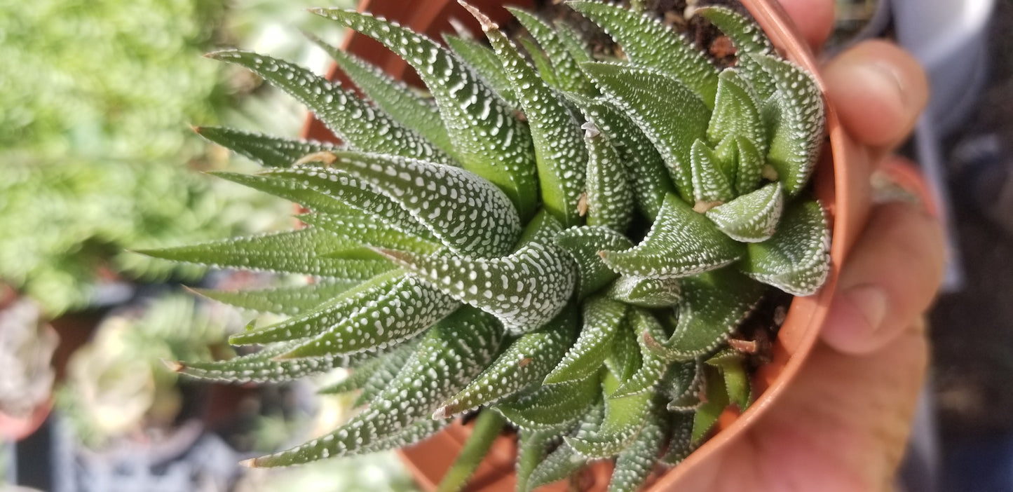 Haworthia Attenuata (4" pot)