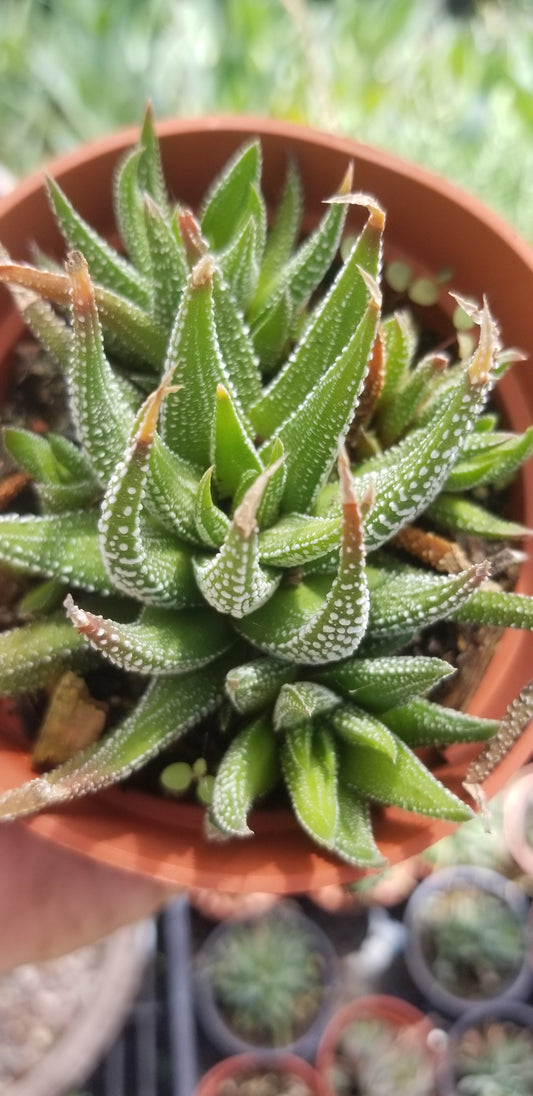 Haworthia Attenuata (4" pot)