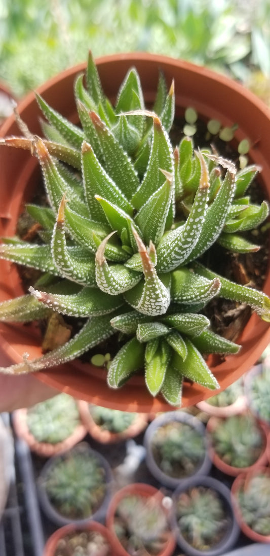 Haworthia Attenuata (4" pot)