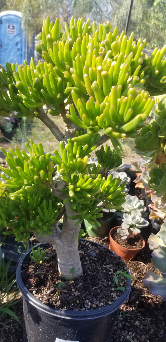 Crassula Ovata Gollum Tree