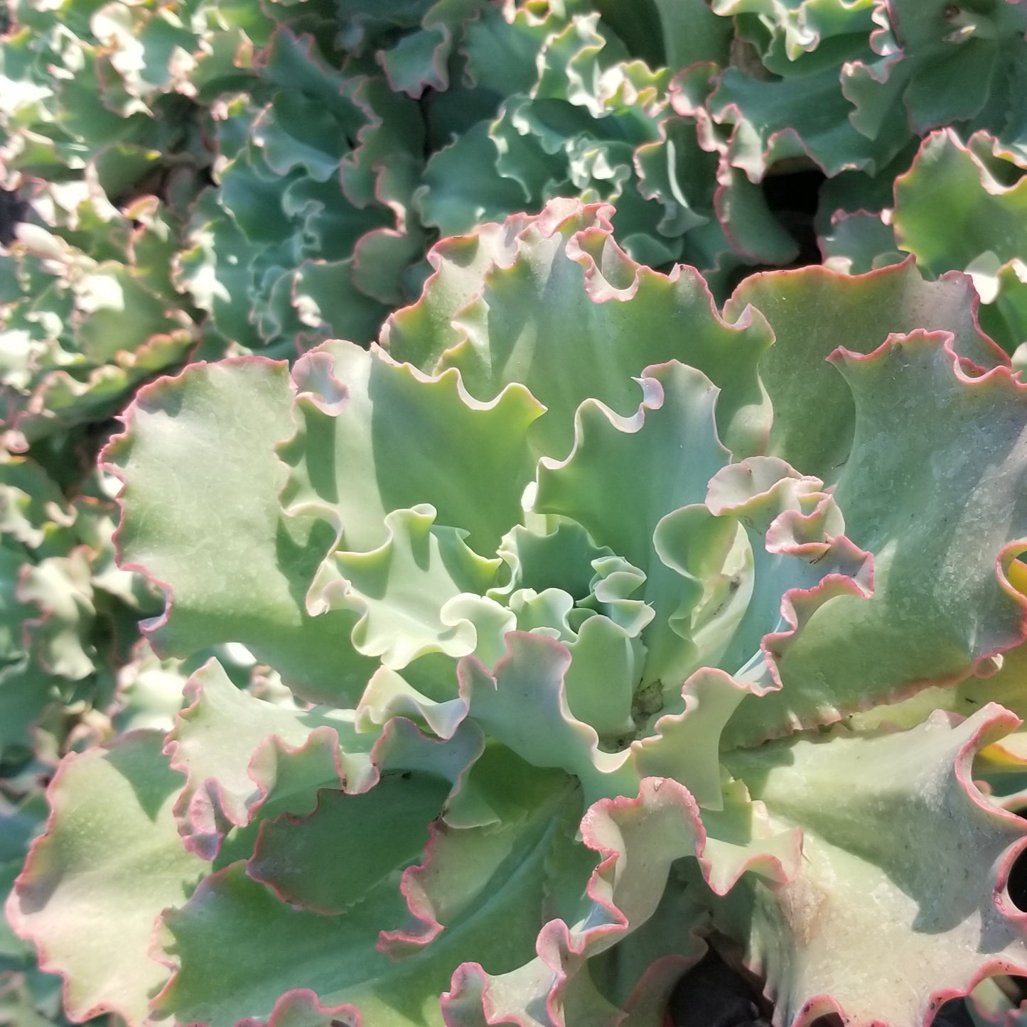 Echeveria Peach Curls