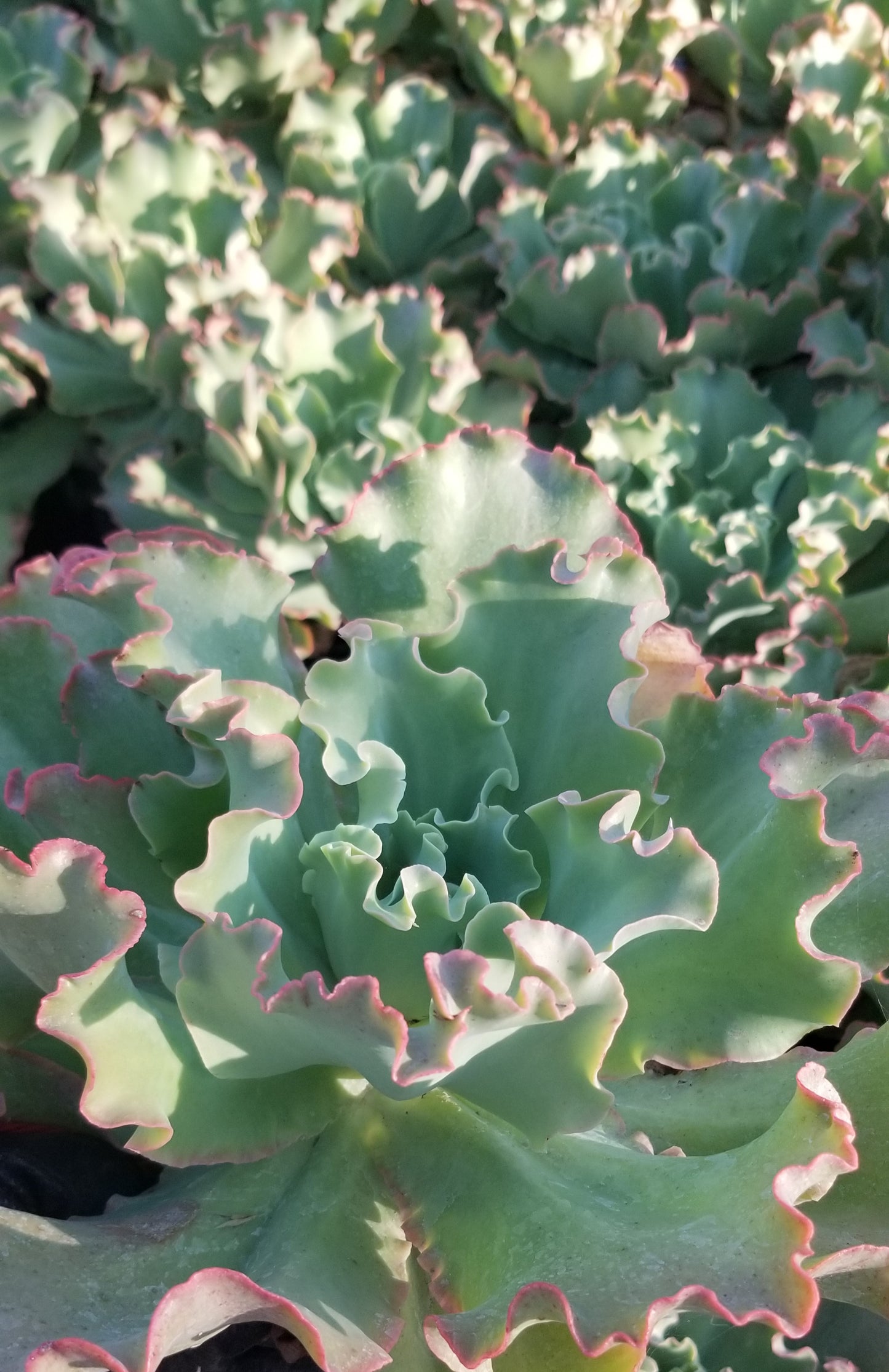 Echeveria Peach Curls