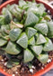 Haworthia Retusa (4"pot)