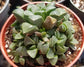 Haworthia Retusa (4"pot)