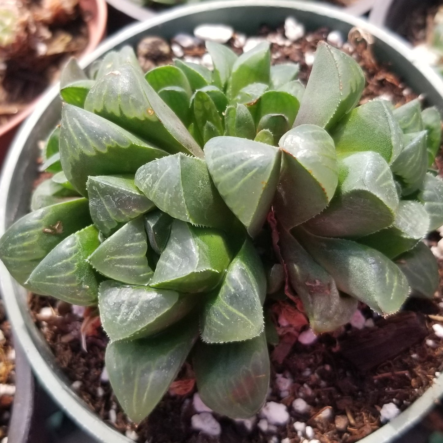 Haworthia Retusa (4"pot)