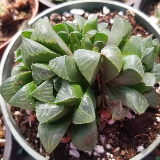 Haworthia Retusa (4"pot)