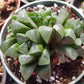 Haworthia Retusa (4"pot)