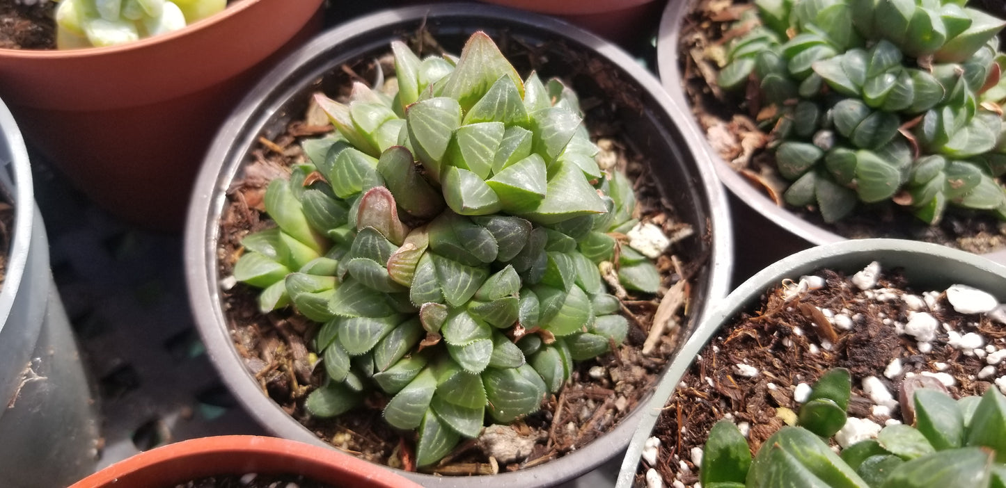 Haworthia Retusa (4"pot)