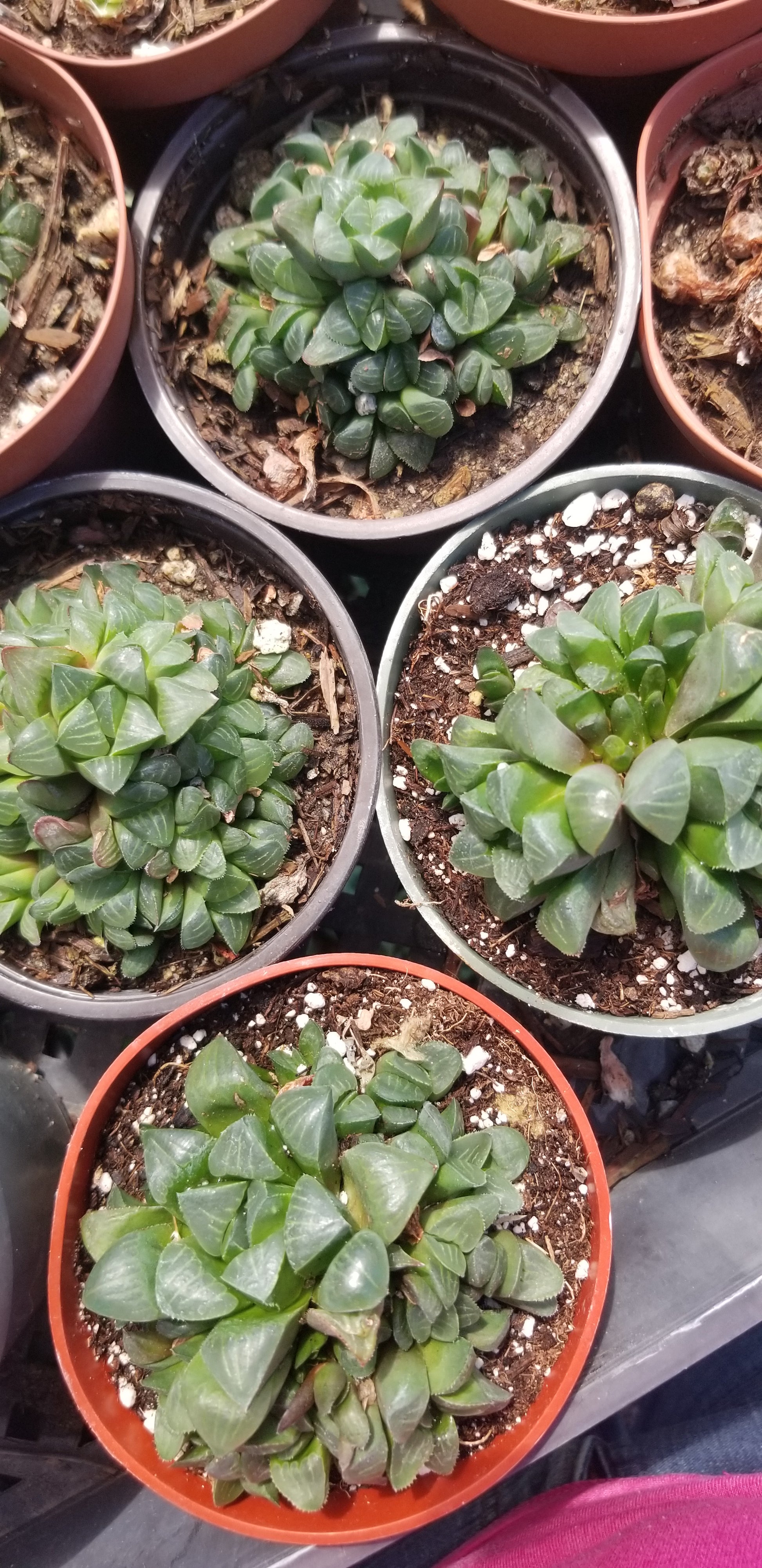 retusa succulent Haworthia Retusa (4"pot) Succulent Plant – Beaultiful Desert Plants