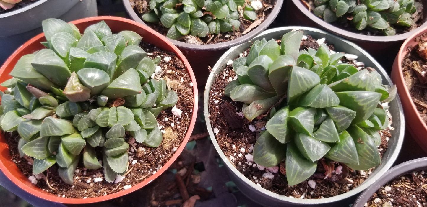 Haworthia Retusa (4"pot)