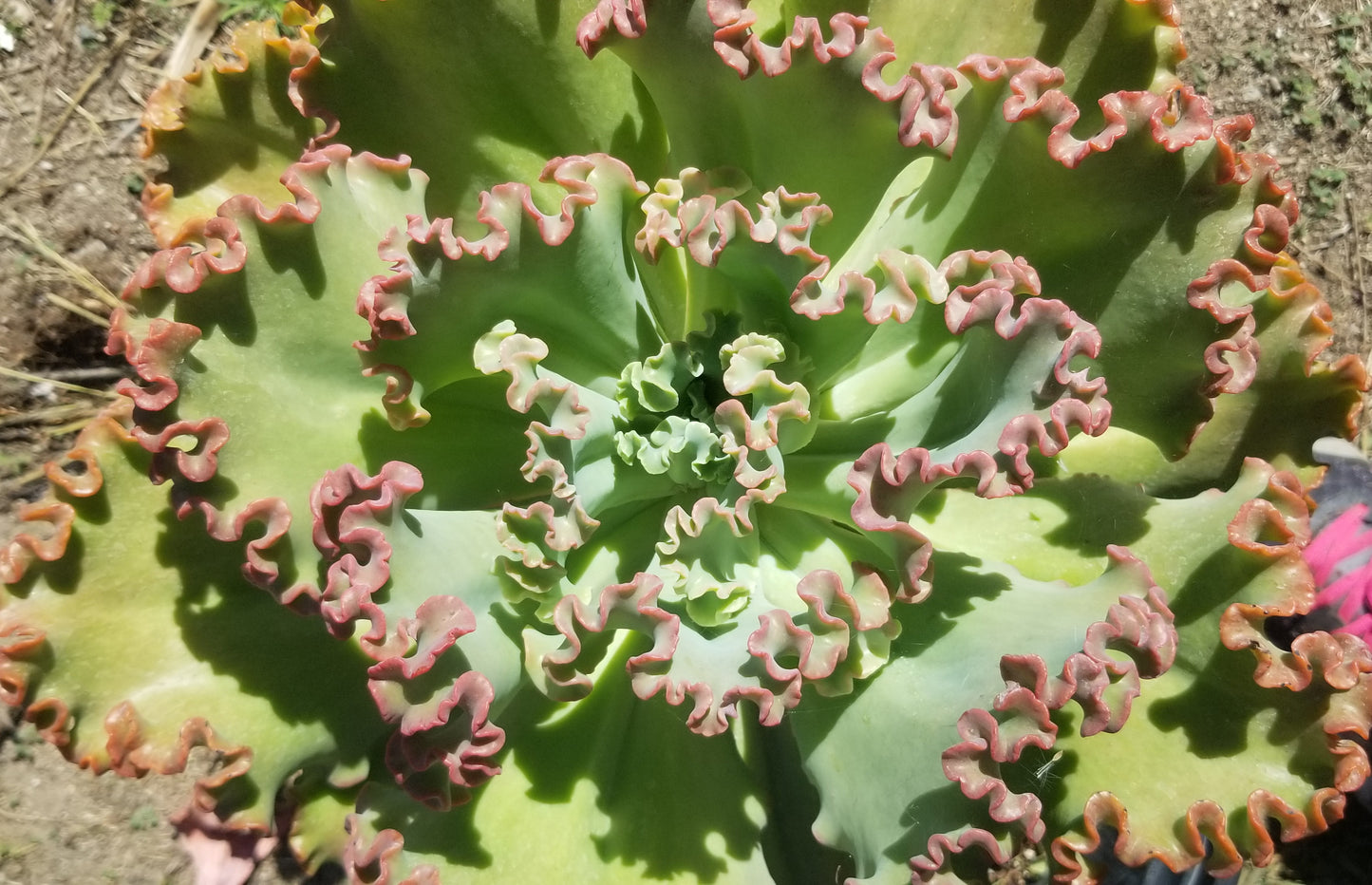 Echeveria Crimson Tide