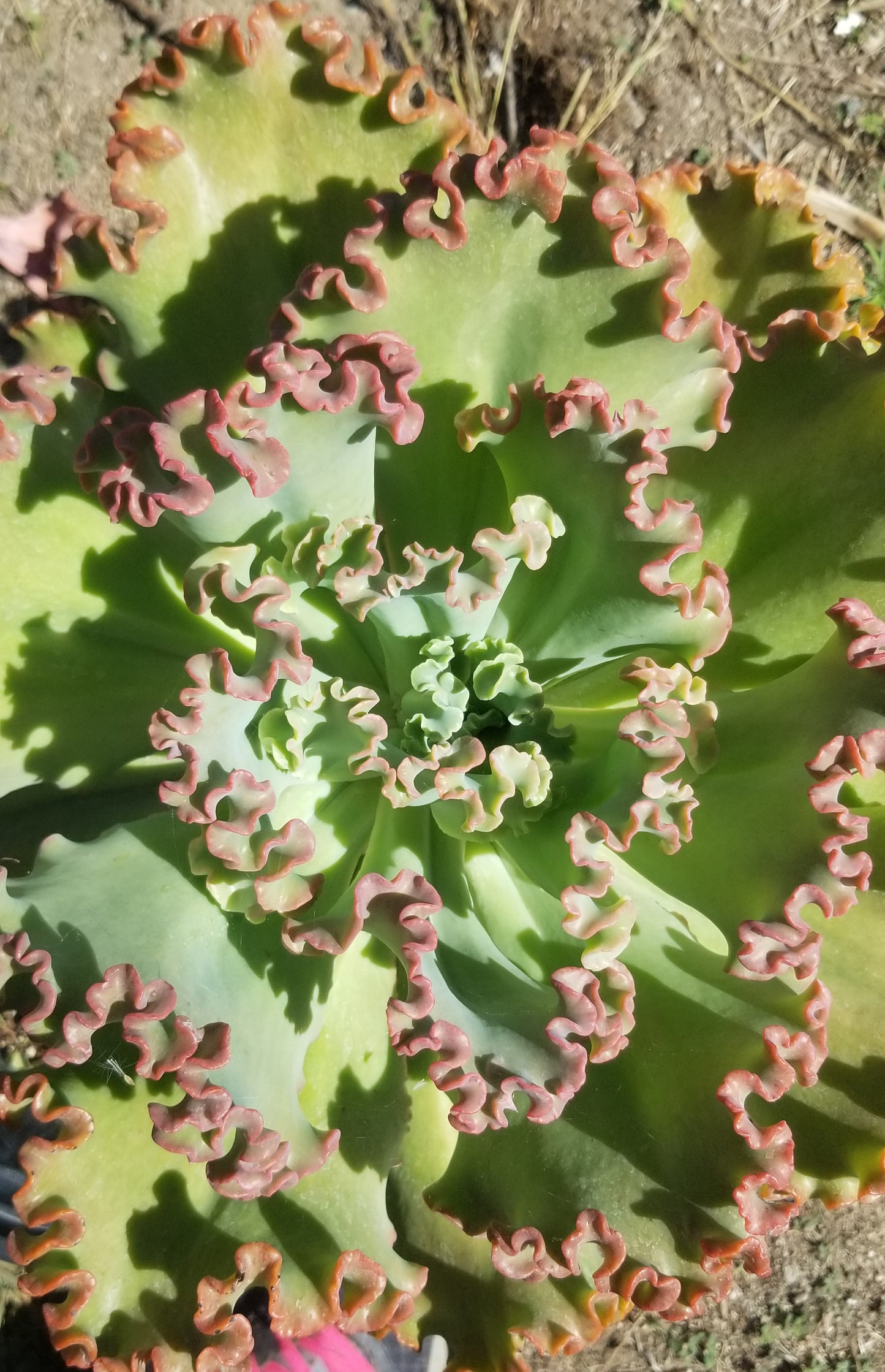 Echeveria Crimson Tide