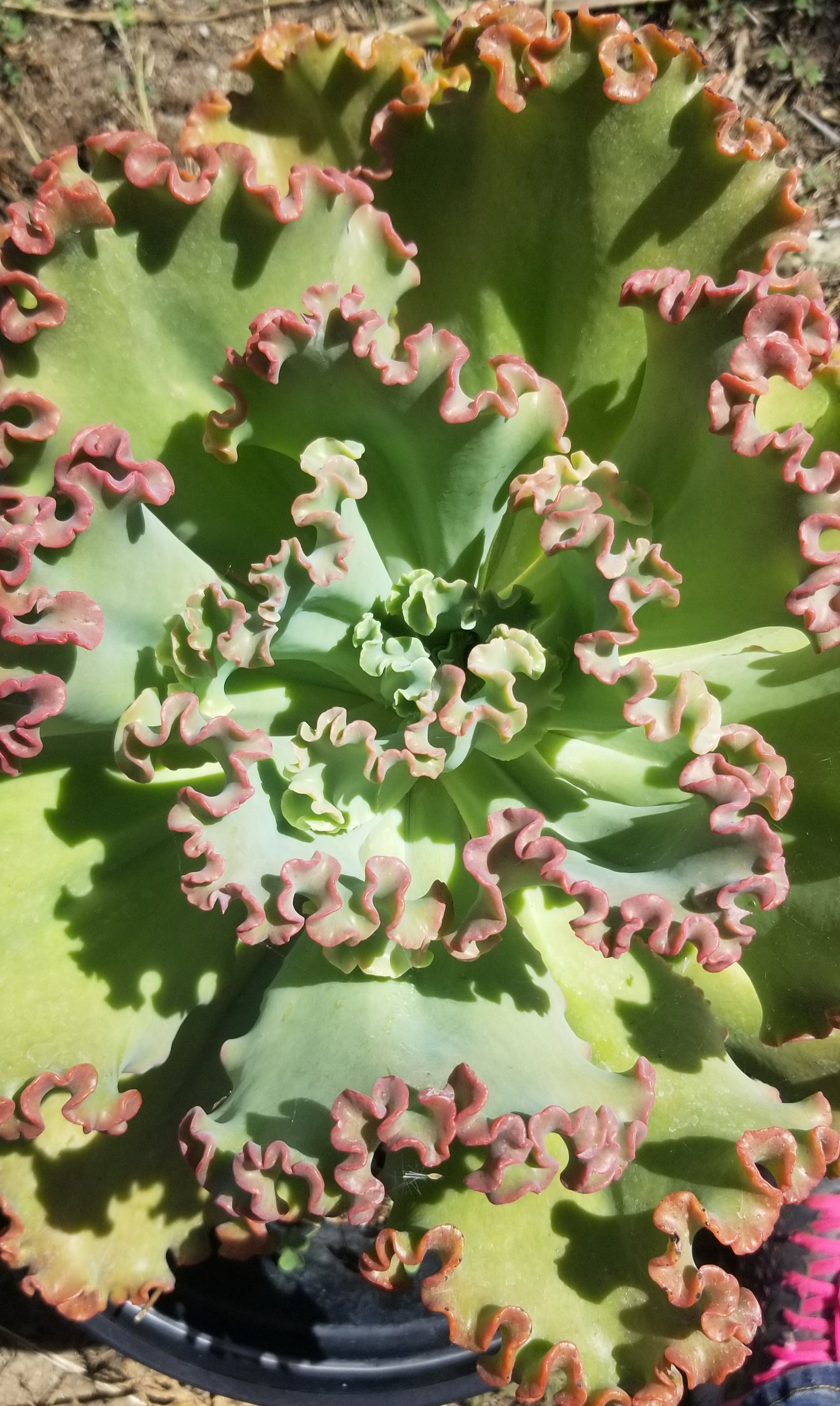 Echeveria Crimson Tide