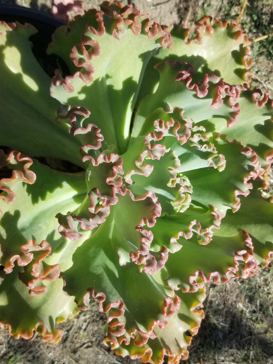 Echeveria Crimson Tide