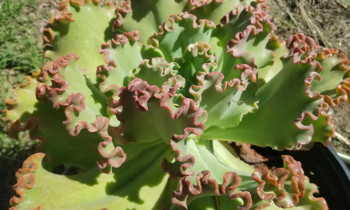 Echeveria Crimson Tide