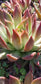 Echeveria Agavoide Frank Reinelt