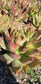 Echeveria Agavoide Frank Reinelt