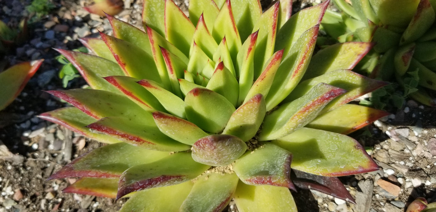 Echeveria Agavoide Lipstick