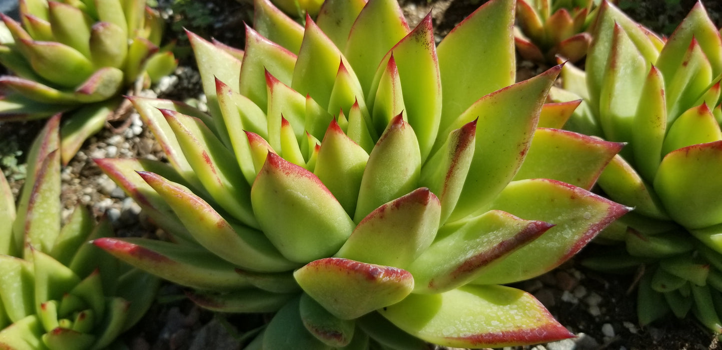 Echeveria Agavoide Lipstick