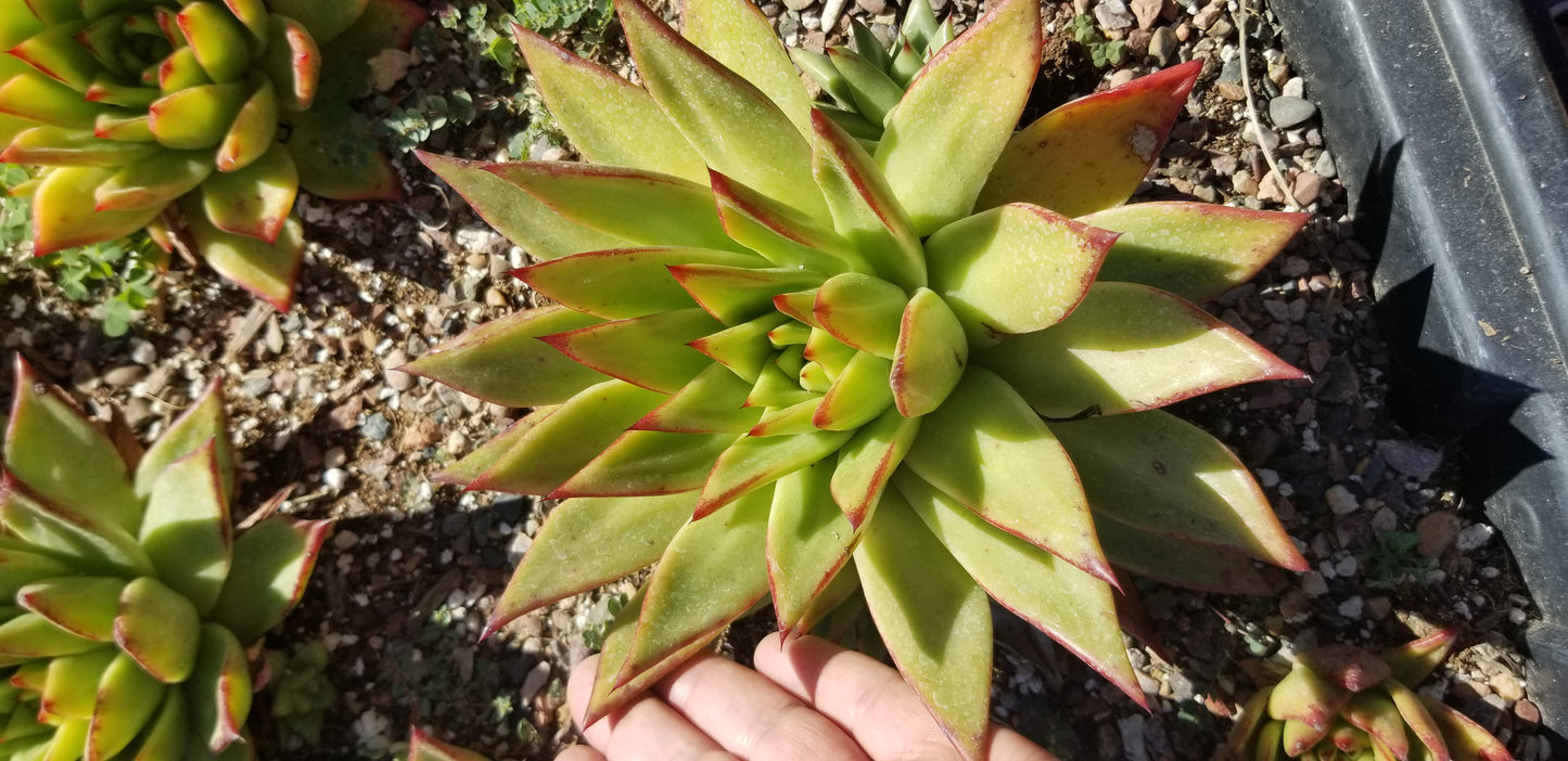 Echeveria Agavoide Lipstick