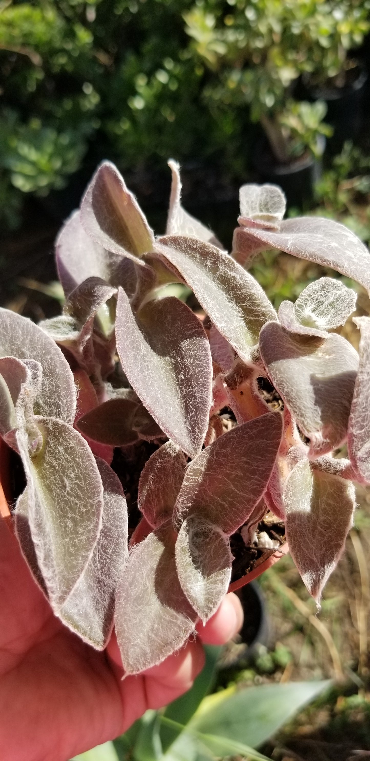 Tradescantia Sillamontana "Cobweb Spirerwort" (4" pot)