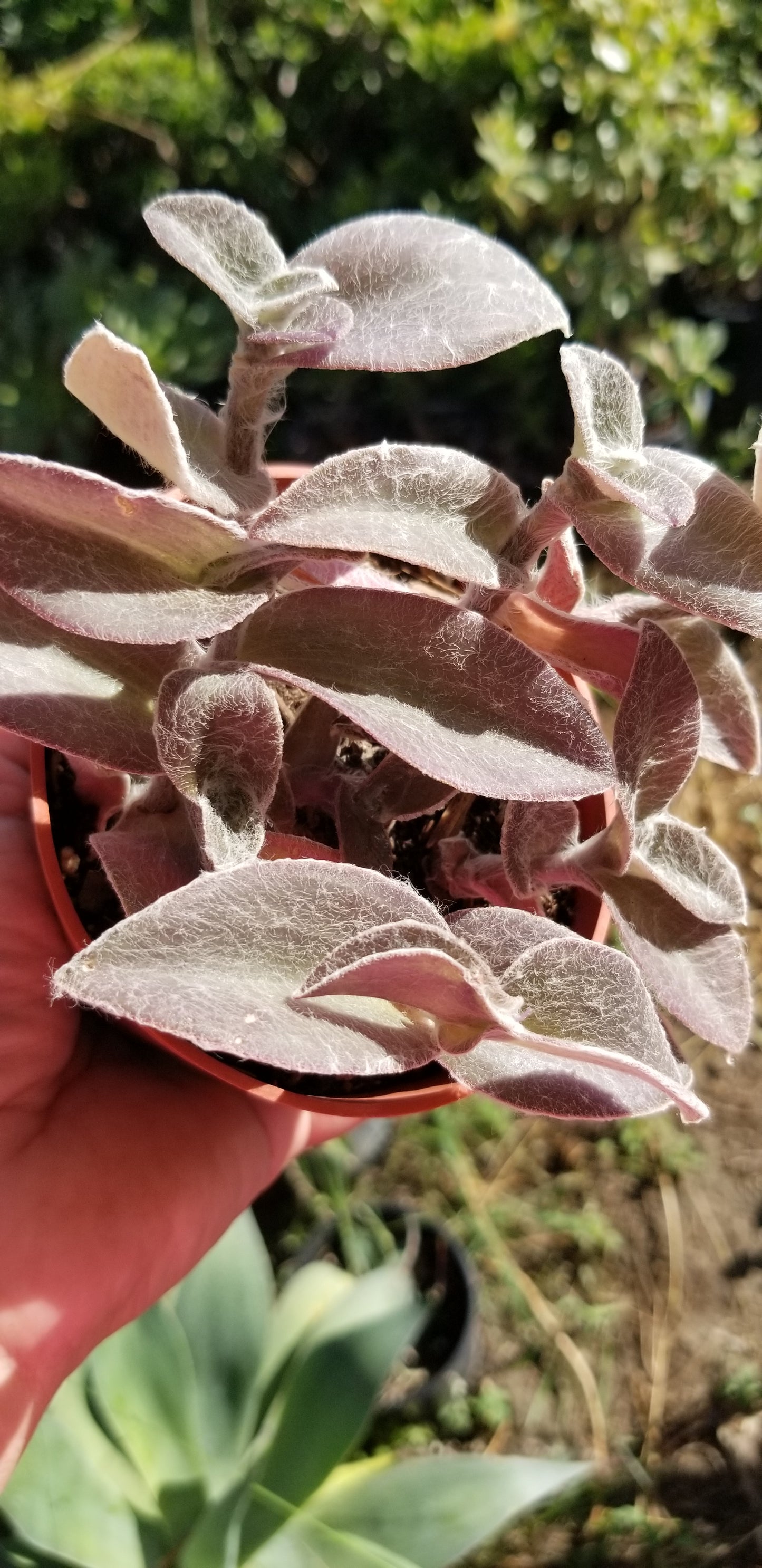 Tradescantia Sillamontana "Cobweb Spirerwort" (4" pot)