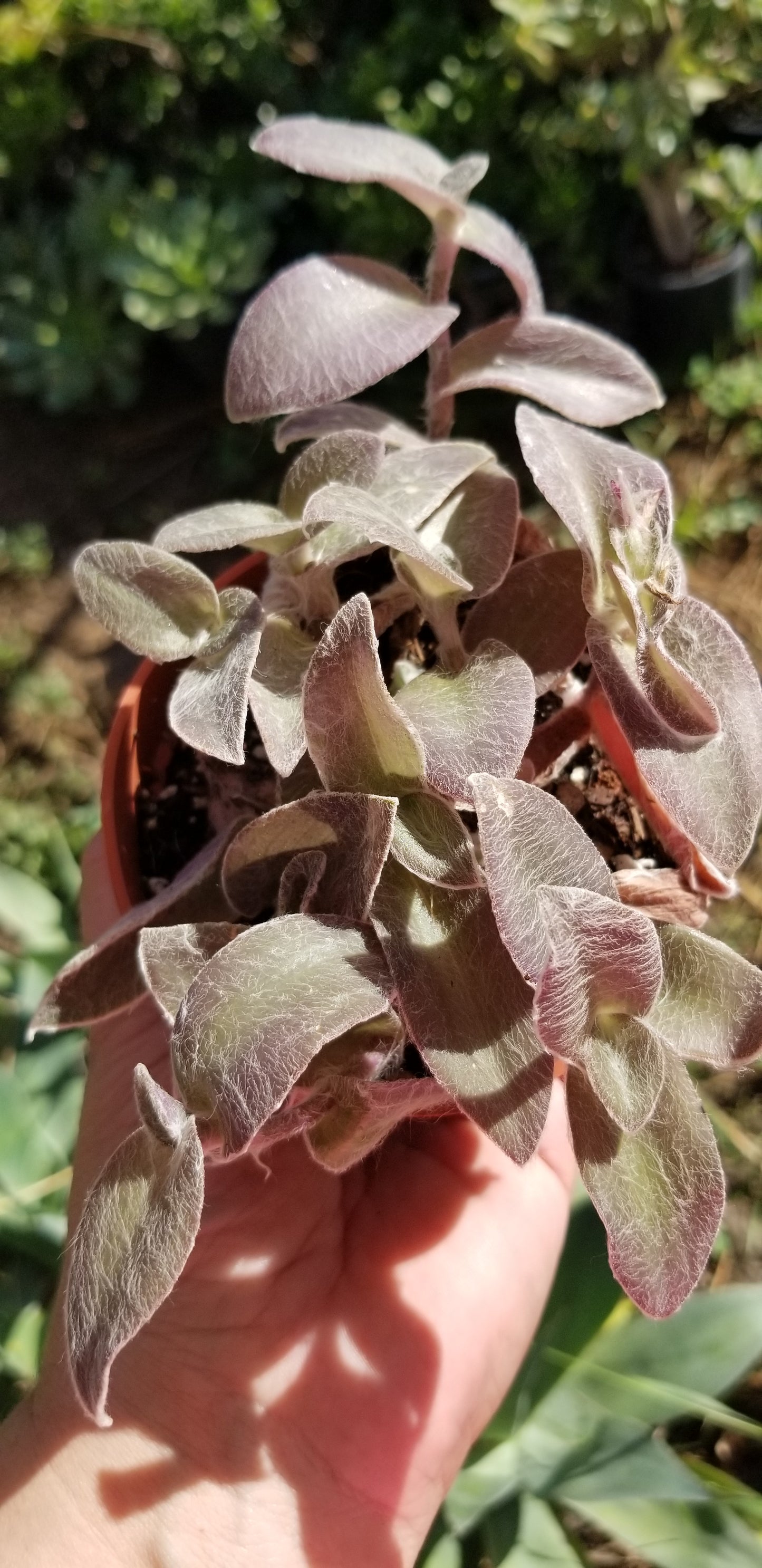 Tradescantia Sillamontana "Cobweb Spirerwort" (4" pot)