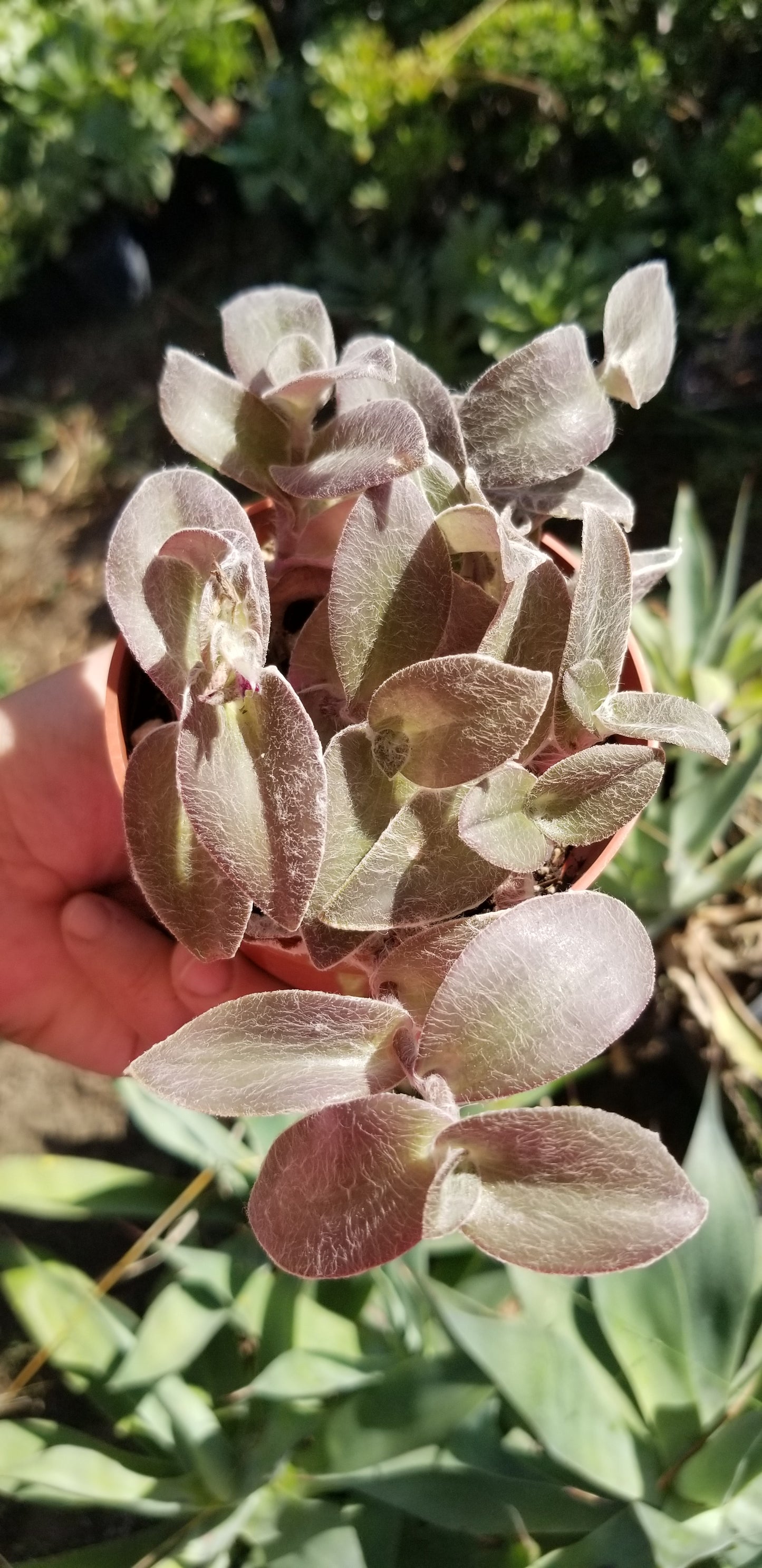 Tradescantia Sillamontana "Cobweb Spirerwort" (4" pot)