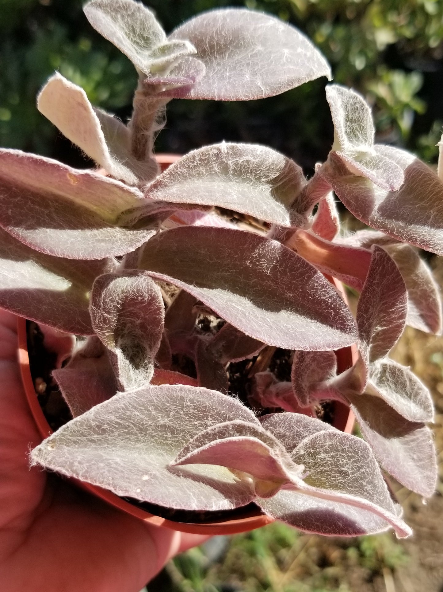 Tradescantia Sillamontana "Cobweb Spirerwort" (4" pot)