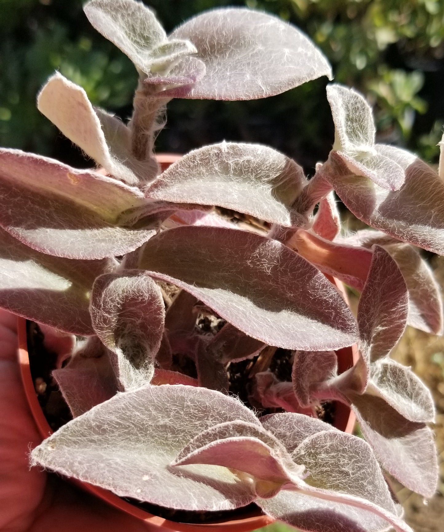 Tradescantia Sillamontana "Cobweb Spirerwort" (4" pot)