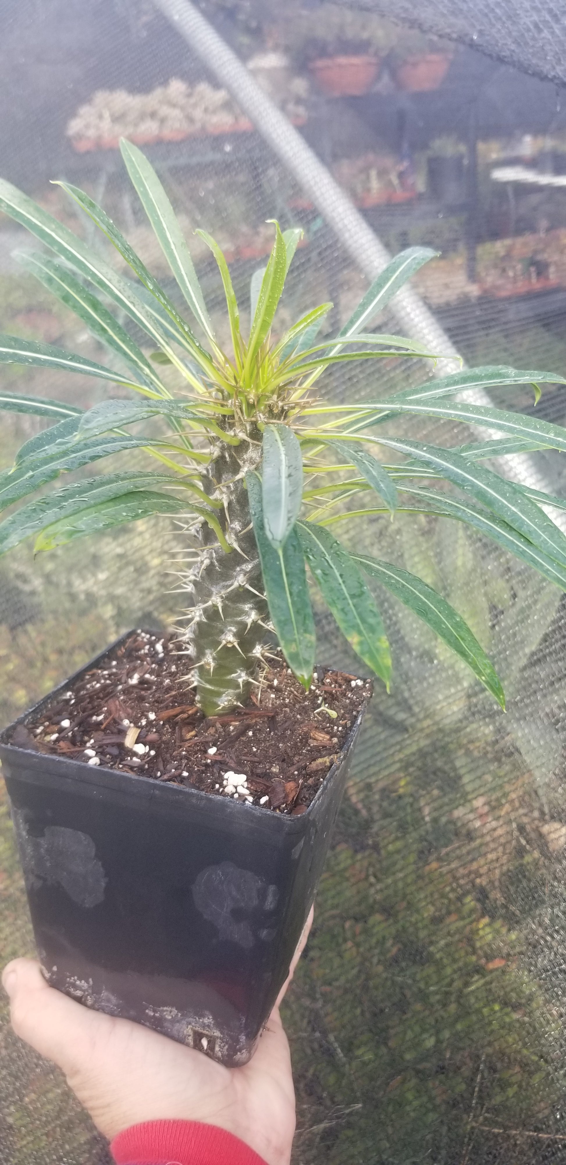 madagascar succulent Madagascar Palm "Pachypodium Lamerei" (1 Gal. Pot) – Beaultiful Desert Plants
