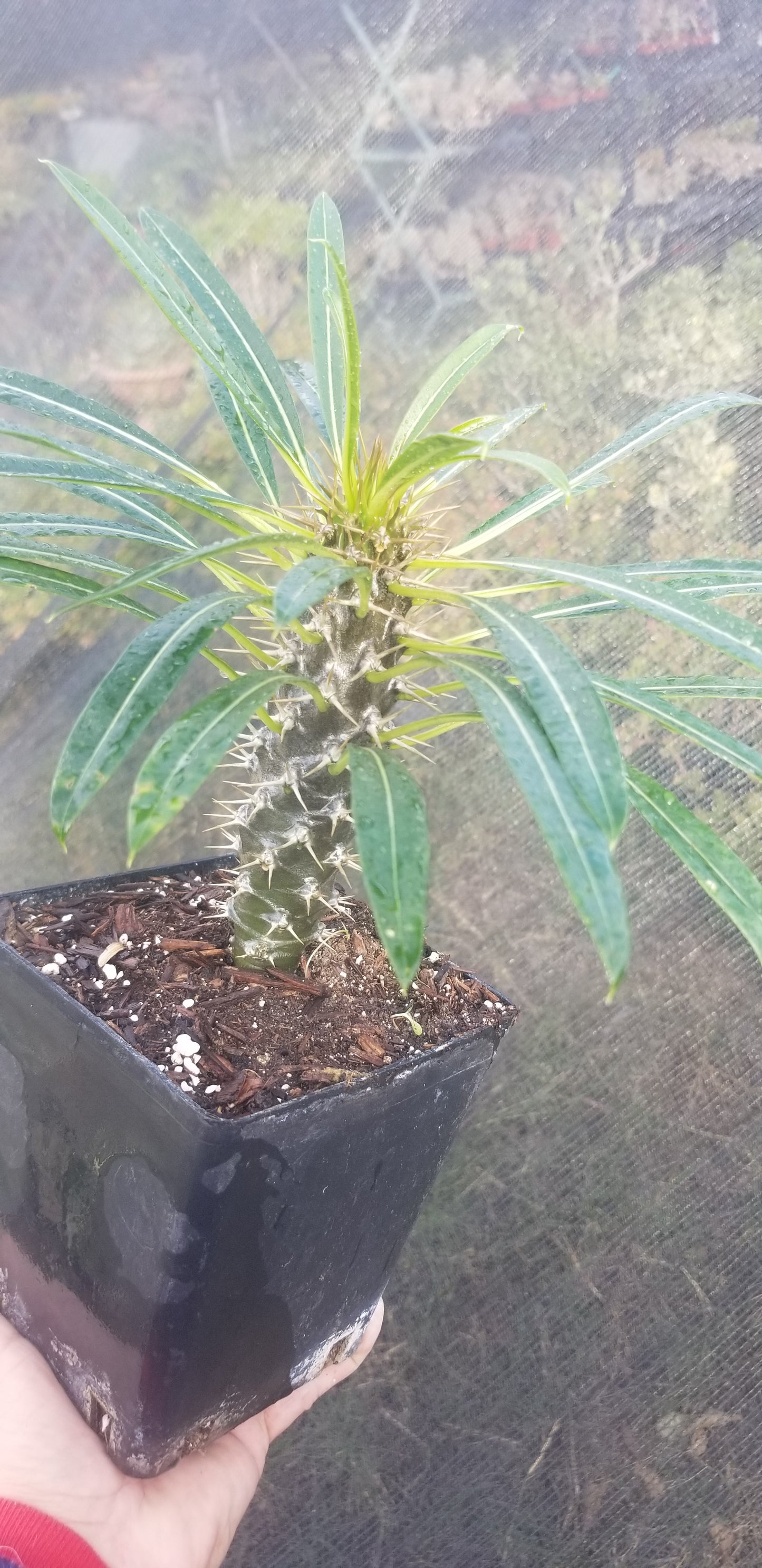 Madagascar Palm "Pachypodium Lamerei" (1 Gal. Pot)