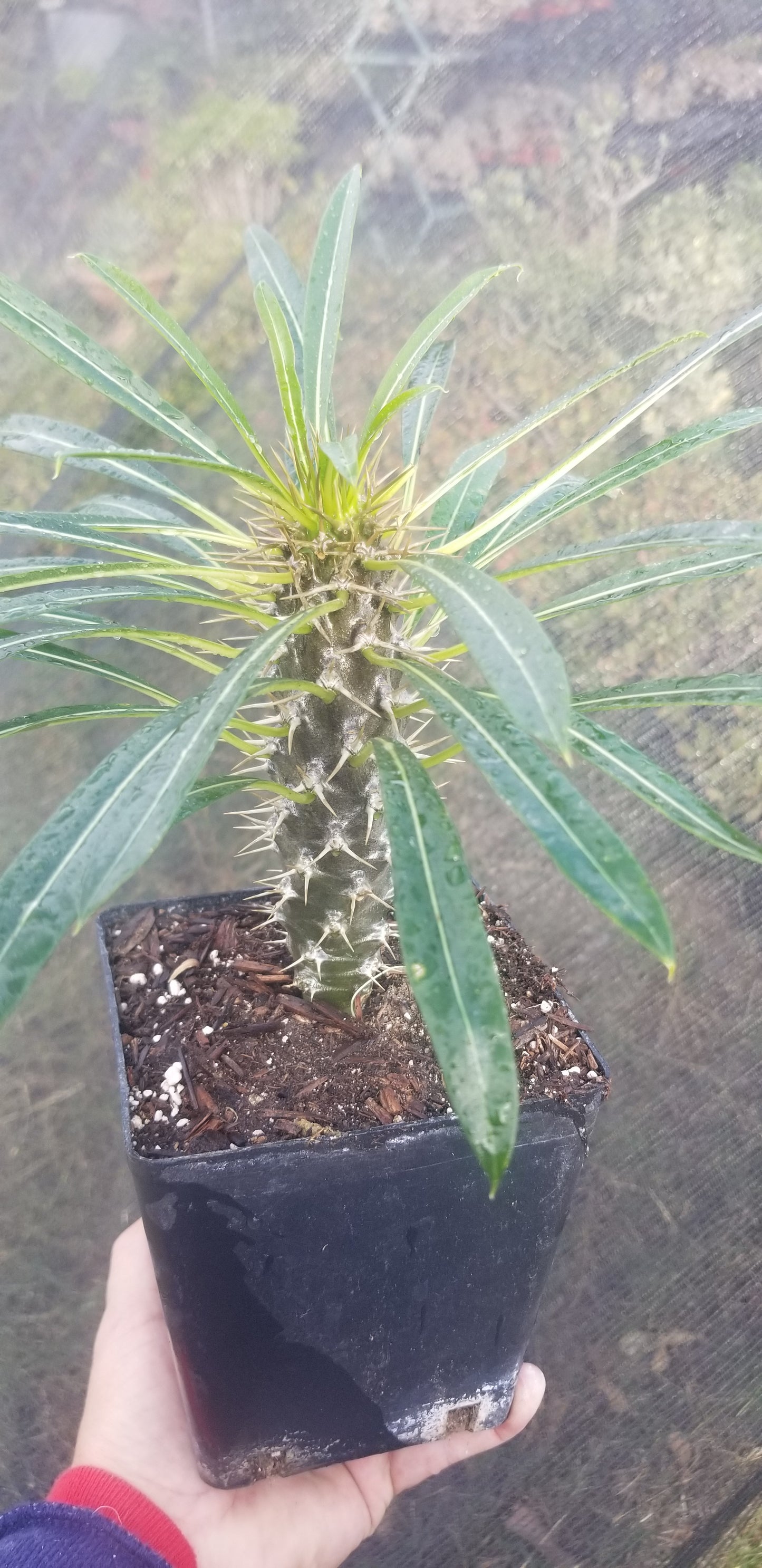 Madagascar Palm "Pachypodium Lamerei" (1 Gal. Pot)