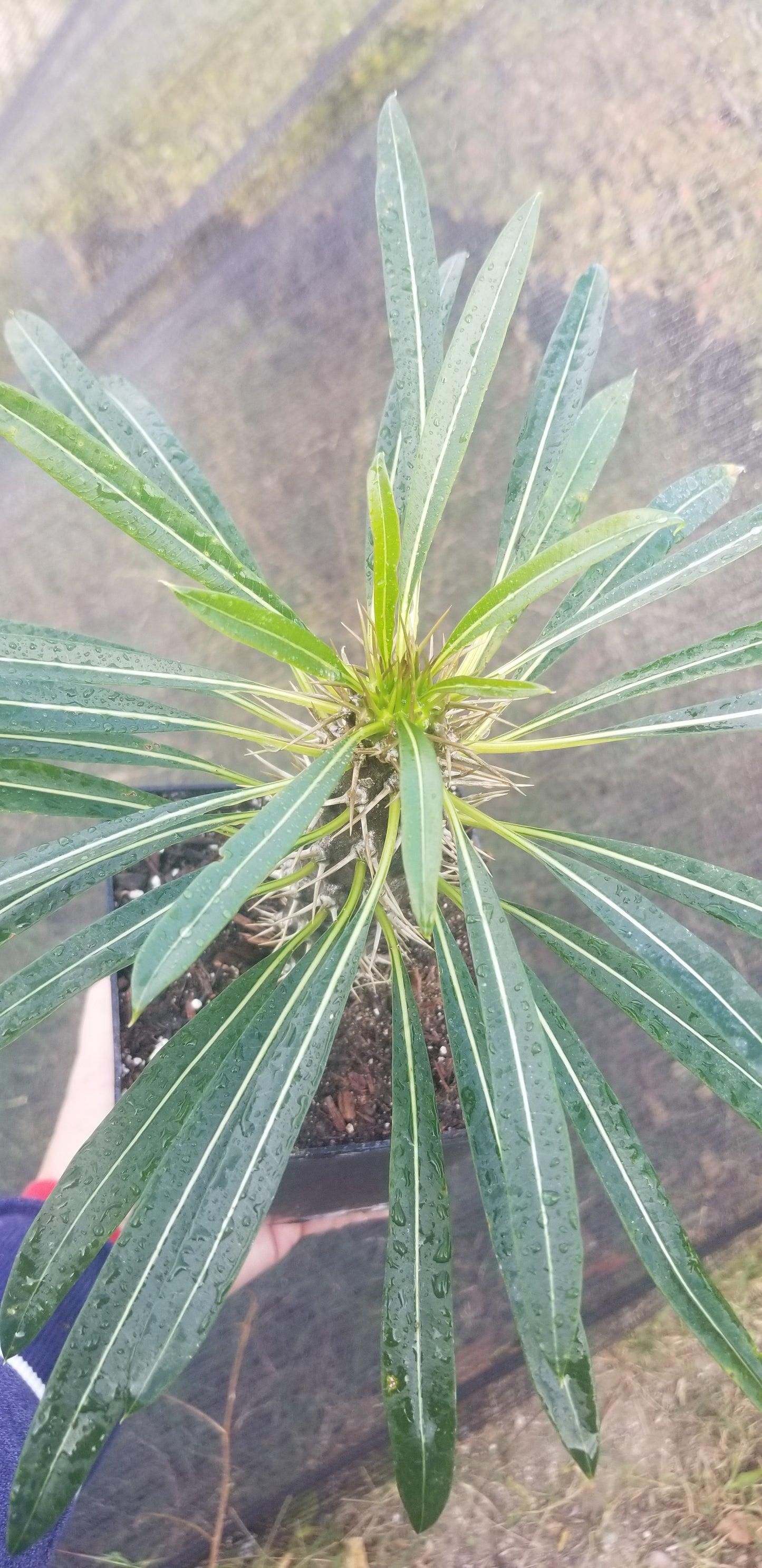 Madagascar Palm "Pachypodium Lamerei" (1 Gal. Pot)