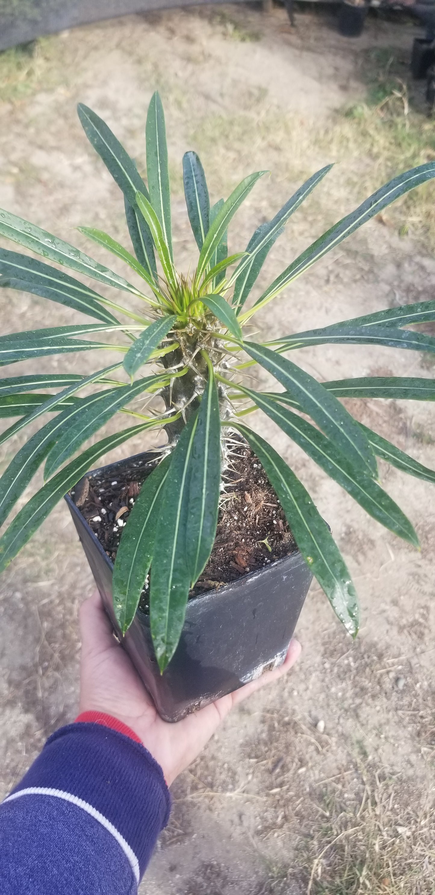 madagascar palm house plant Madagascar Palm "Pachypodium Lamerei" (1 Gal. Pot) – Beaultiful Desert Plants