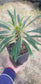 Madagascar Palm "Pachypodium Lamerei" (1 Gal. Pot)