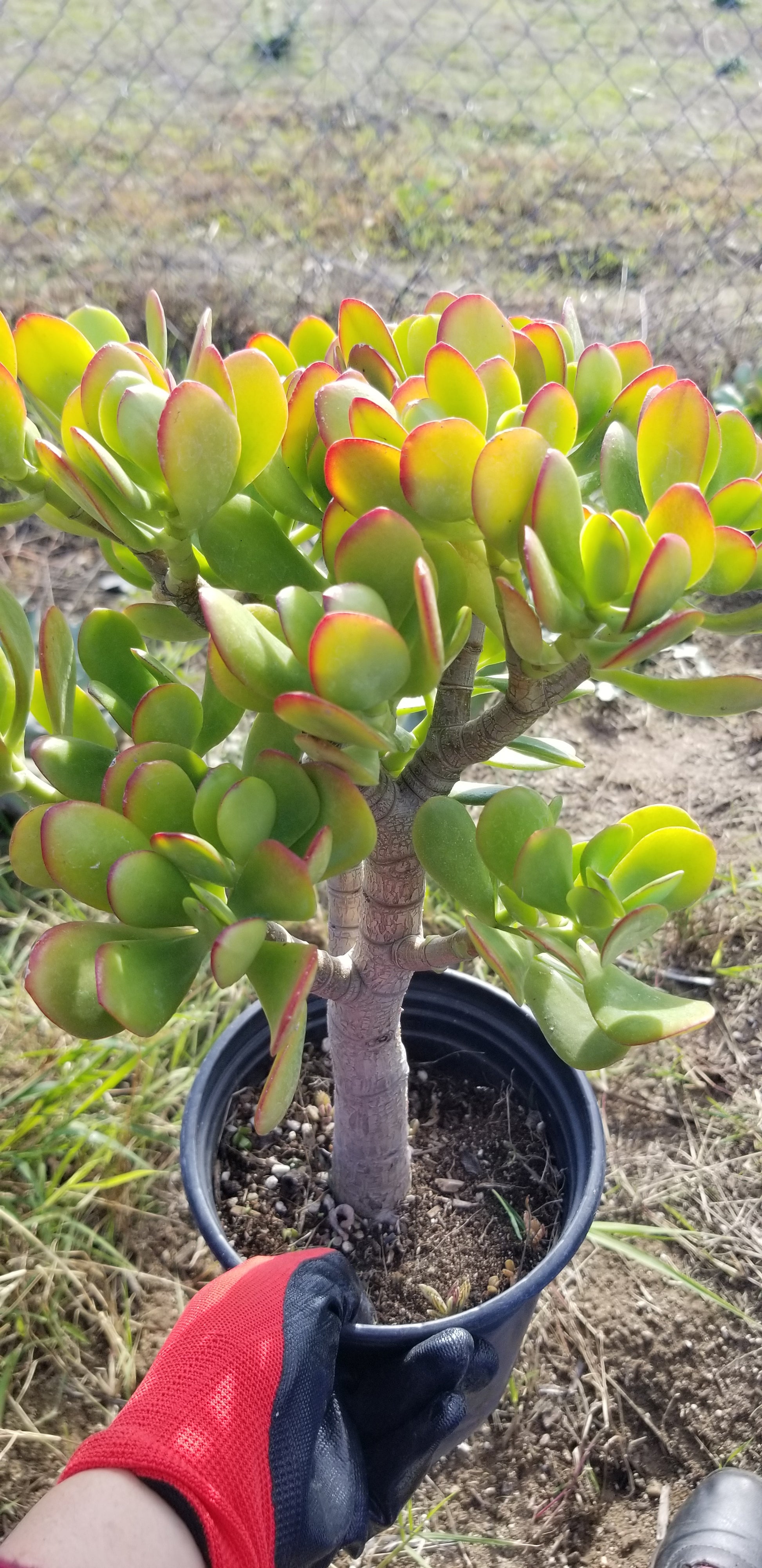desert jade plant Crassula Ovata Jade Tree